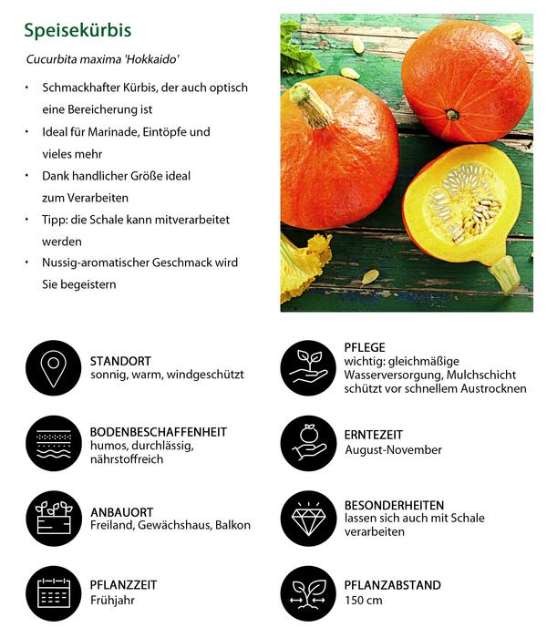 Speisekürbis 'Hokkaido'