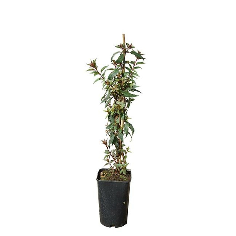 Fuschia comestible - fuchsia regia 3l