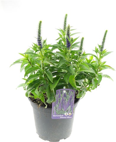 Ereprijs (Veronica spicata 'Inspire Blue') D 17 H 35 cm
