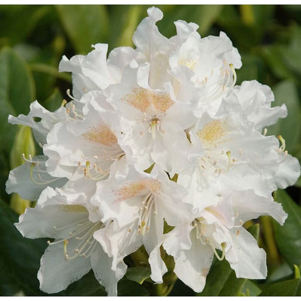 RHODODENDRON I POTTE 21CM