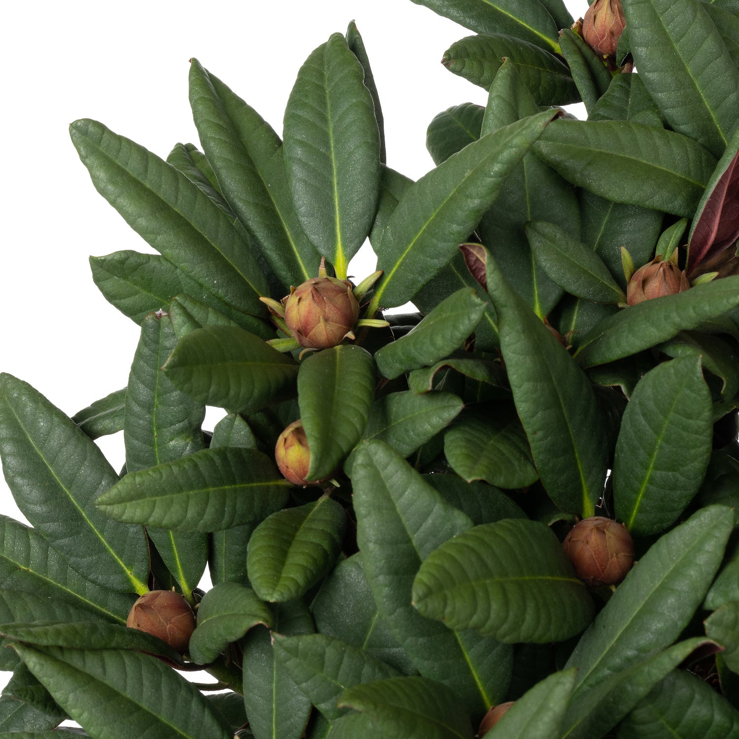 Rhododendron (Rhododendron 'Wine and Roses') D 23 H 30 cm