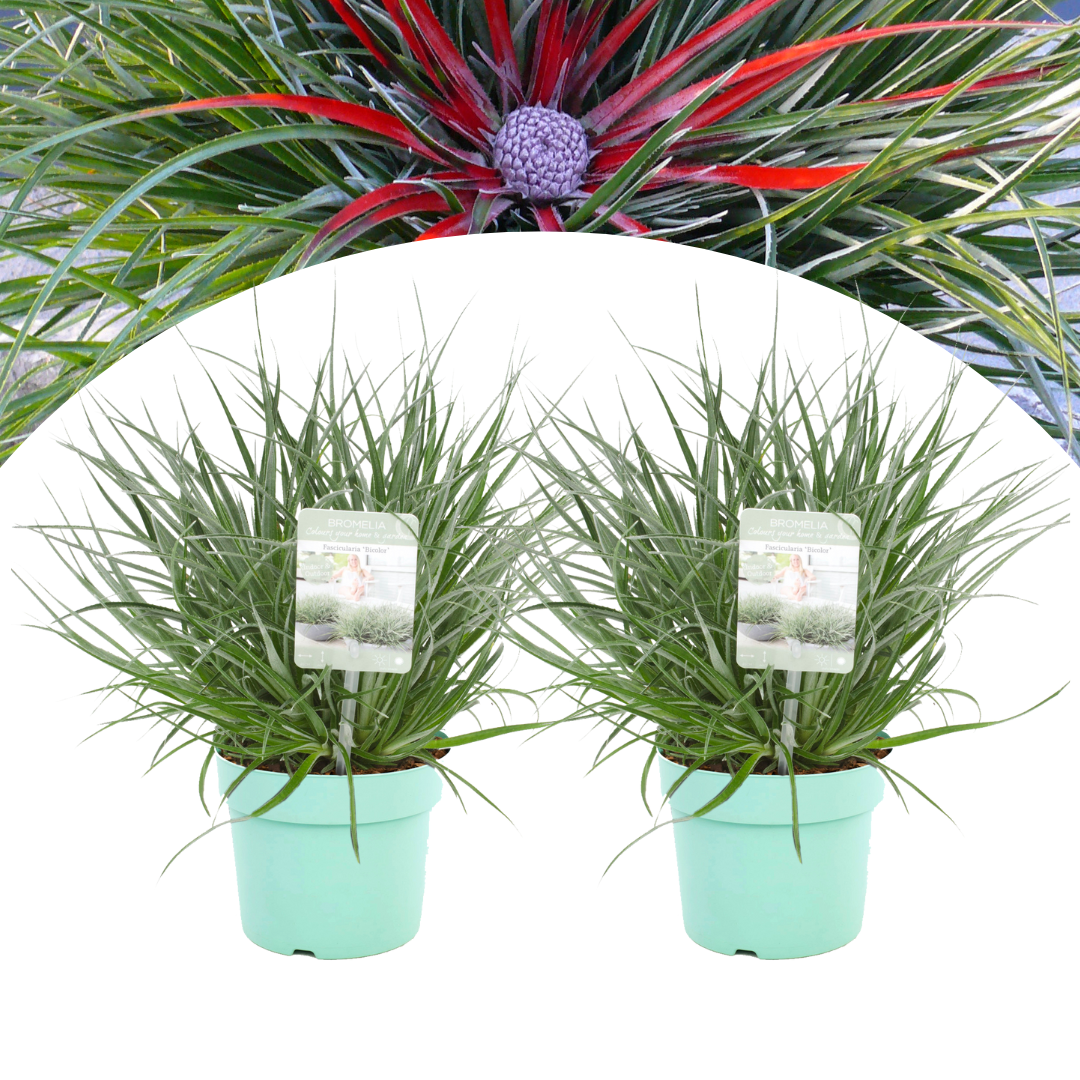 Fascicularia - set de 2 - feuilles bleu-gris - pot 13cm - hauteur 20-30cm