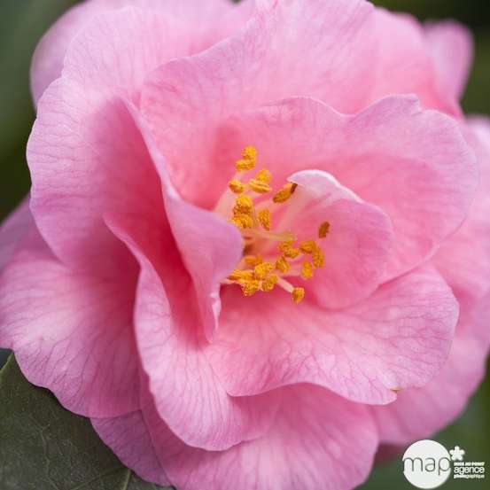 Camellia 'Spring Festival' : H 60/70 cm, ctr 7 Litres