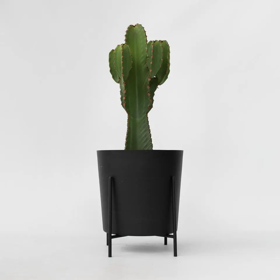 Cowboycactus - Euphorbia ingens - Hoogte 85-95cm - ⌀24cm