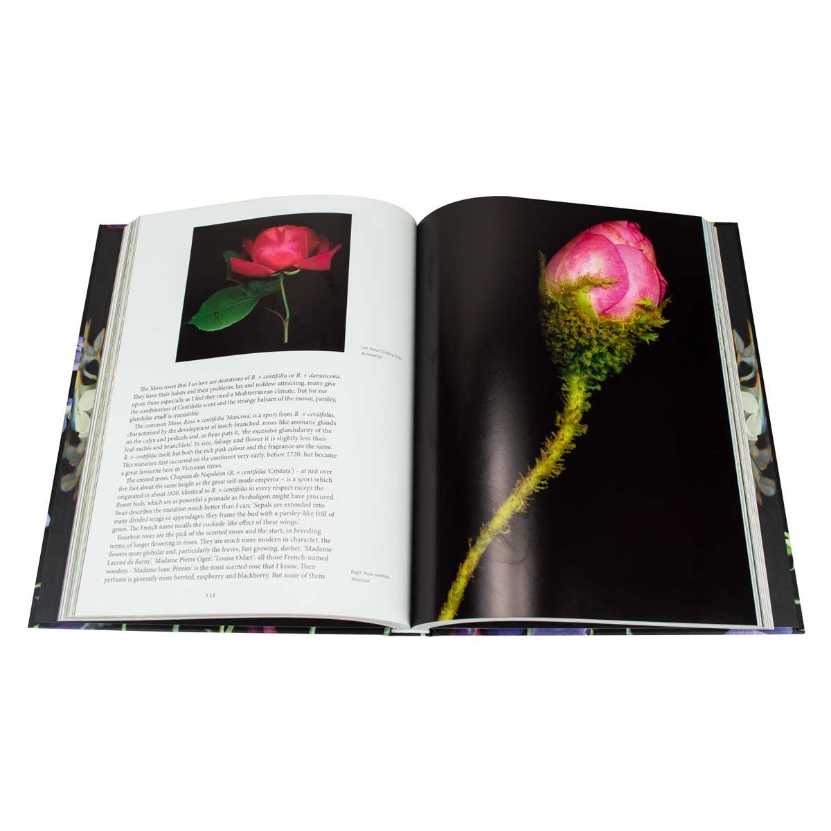 Scent Magic: Notes from a Gardener (Hardback)