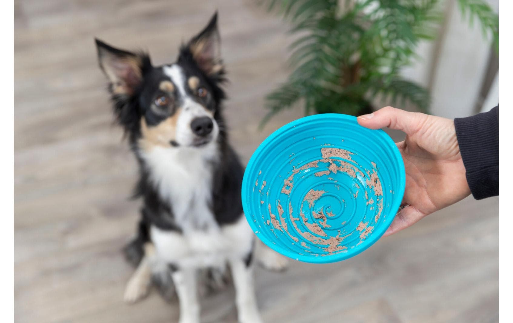 Lick'n'Snack Bowl, ø 16 cm, BlauSnack-Spielzeug