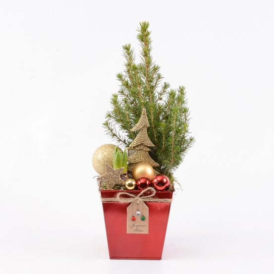 Jacinthe et Picéa en pot deco de noël D13
