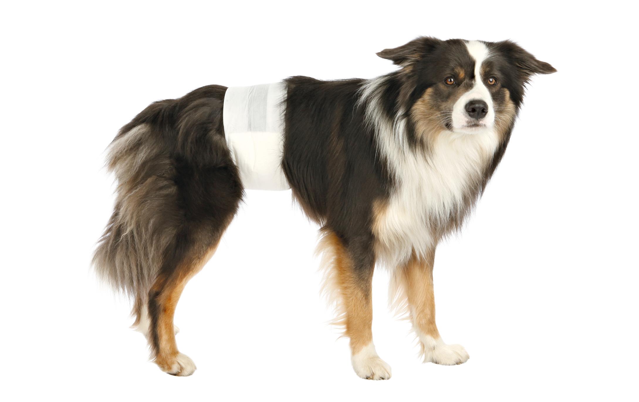 Windeln für Rüden, M-L, 46-60 cm, 12 StückWindeln für Hunde
