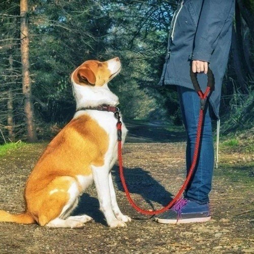 Coleira para cães MyPetCare, vermelha