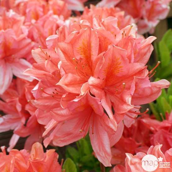 Azalea mollis : arbuste, ctr 4L, 40/50 cm
