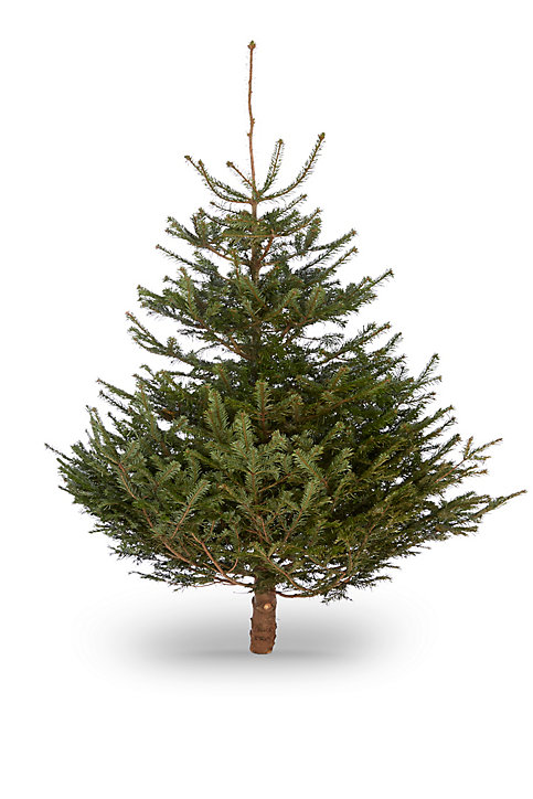 Sapin naturel Nordmann h.160/200 cm