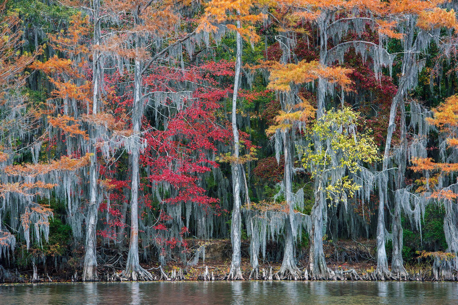 The Big Cypress Bayou by Georg Popp - Limited Edition. Edition of: 150. Signed.