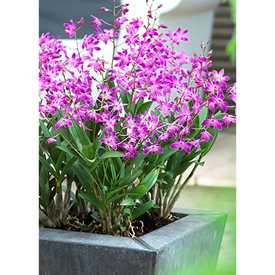 DENDROBIUM BERRY ODA 9+ D12 H40