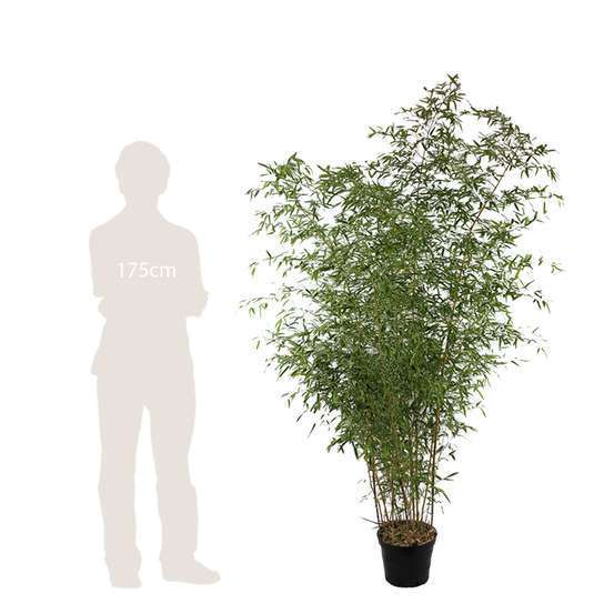 Bambou moyen phyllostachys aureosulcata 'Spectabilis' 150/200 :pot 20L