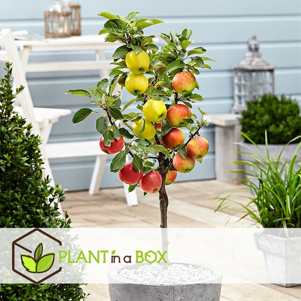 Pommier trio x2 - malus - pot 17cm - hauteur 60-80cm