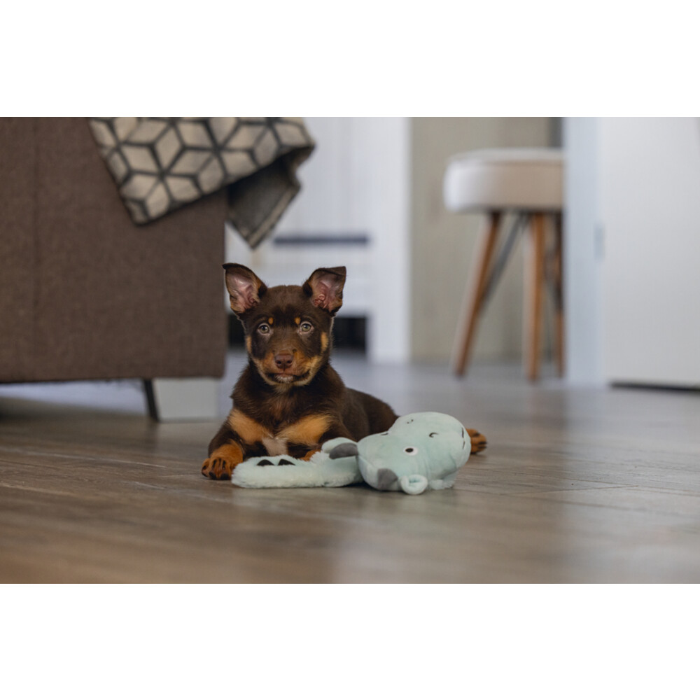 Beeztees Pup Flatino Draak Yi Groen