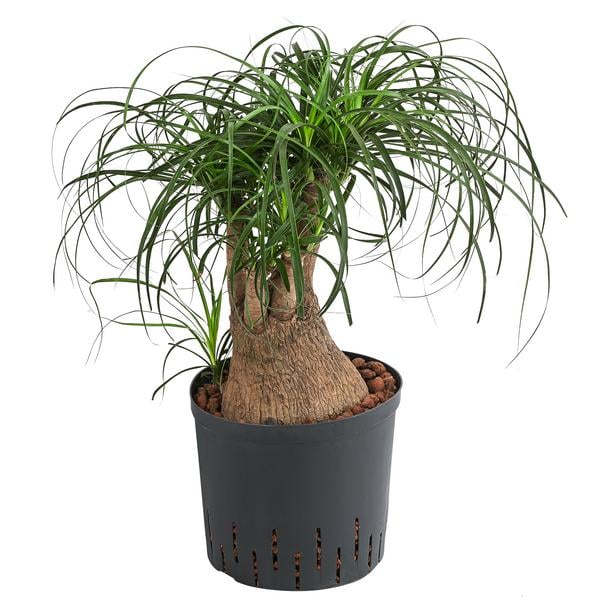 Elefantenfuß - Beaucarnea recurvata,