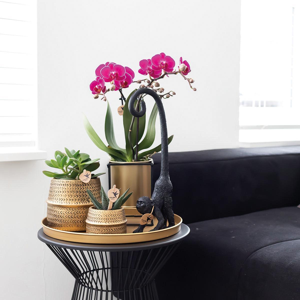 Plante d'intérieur - orchidée mauve et son cache-pot doré - plante d'intérieur fleurie 35cm