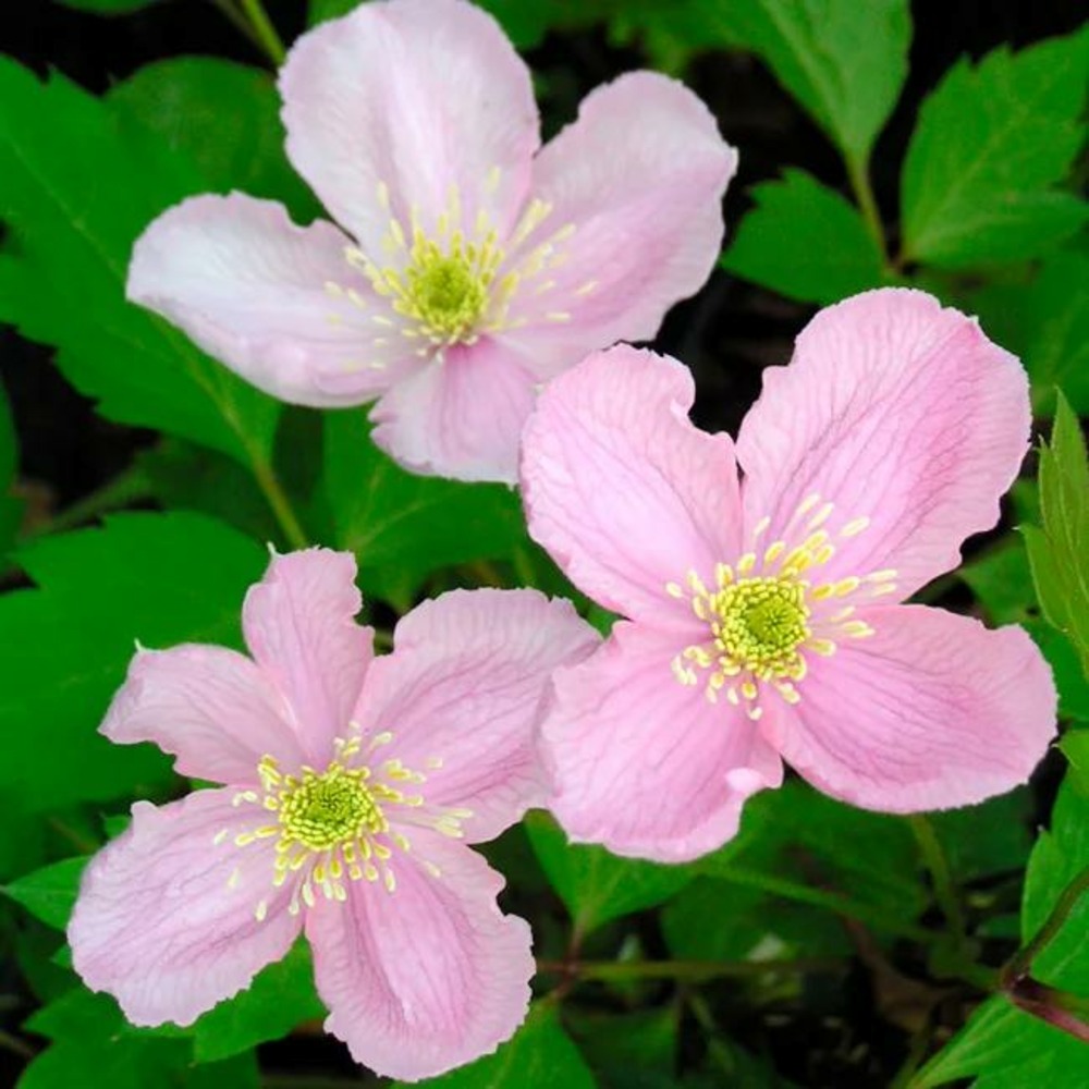 Clématite 'mayleen' - clematis montana 3l