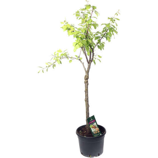 Prunier Mirabelle de Nancy : gobelet 3 ans d'âge ctr 12 litres