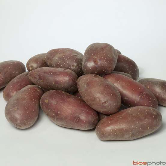 Plants de pommes de terre 'Franceline' en clayette x60