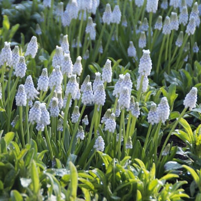 Blumenzwiebeln zum Verwildern