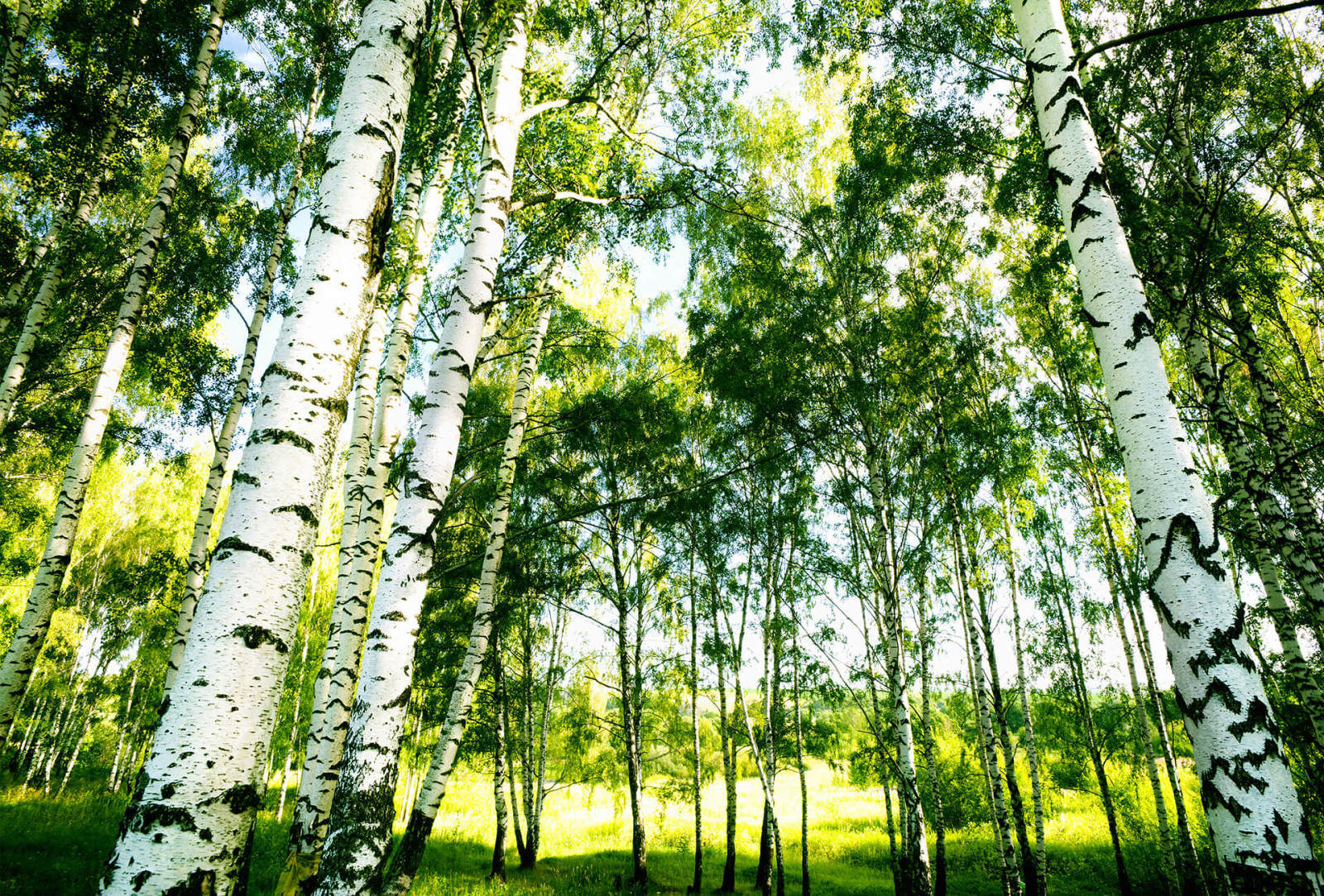 Fototapete DESIGNWALLS 2.0 - grün-weiß - Birkenwald - 2,6 Meter