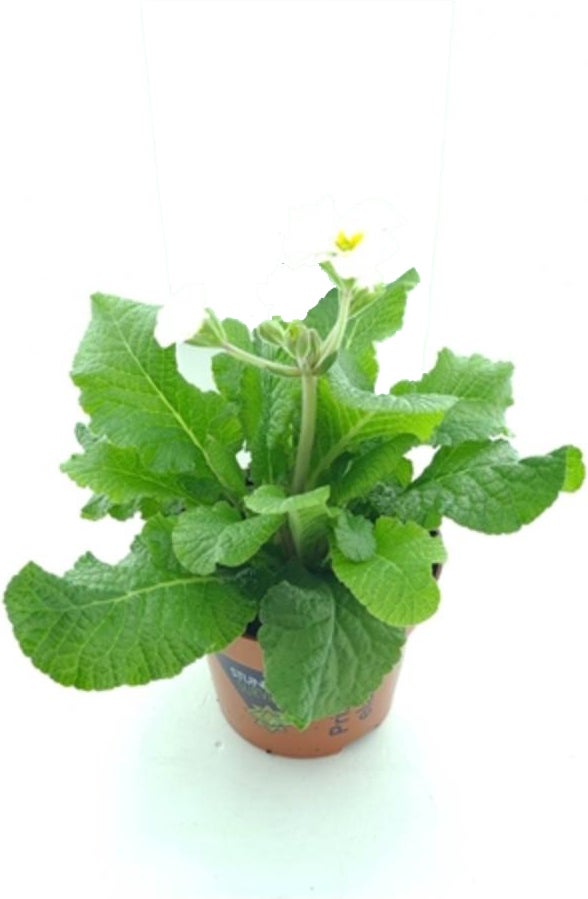 Sleutelbloem (Primula elatior 'Stella White') D 12 H 25 cm