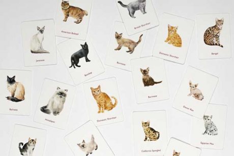 Cats & Kittens: A Memory Game