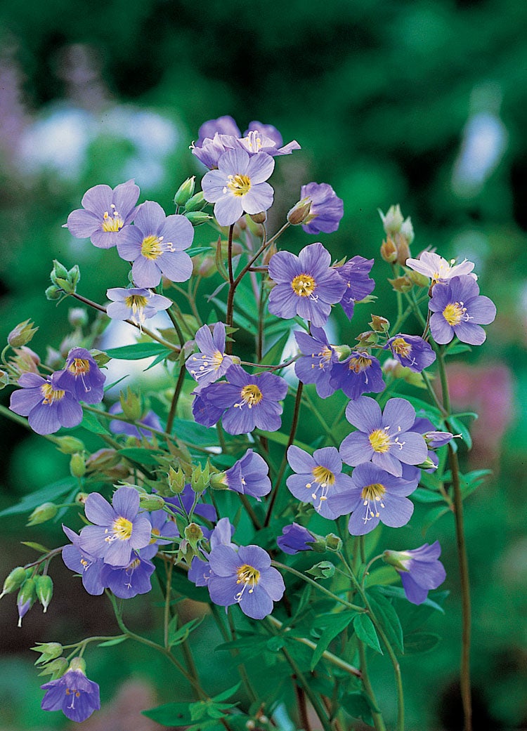 Jacobsladder (Polemonium reptans 'Blue Pearl') D 9 H 10 cm