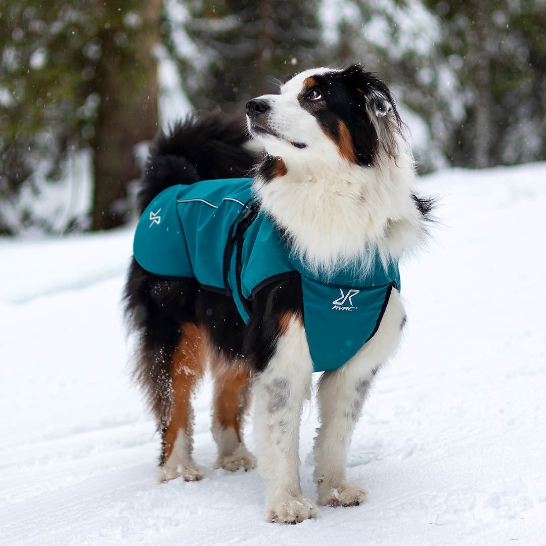 Cyclone Dog Jacket Hund Moroccan Blue