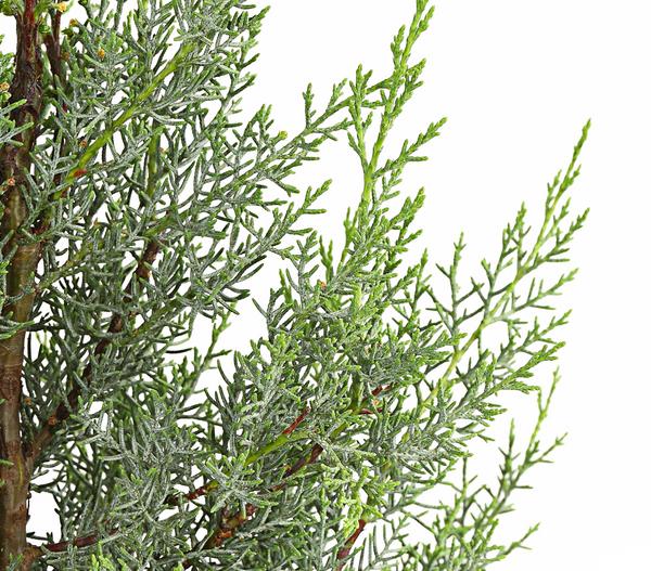 Arizona-Säulen-Zypresse 'Glauca'
