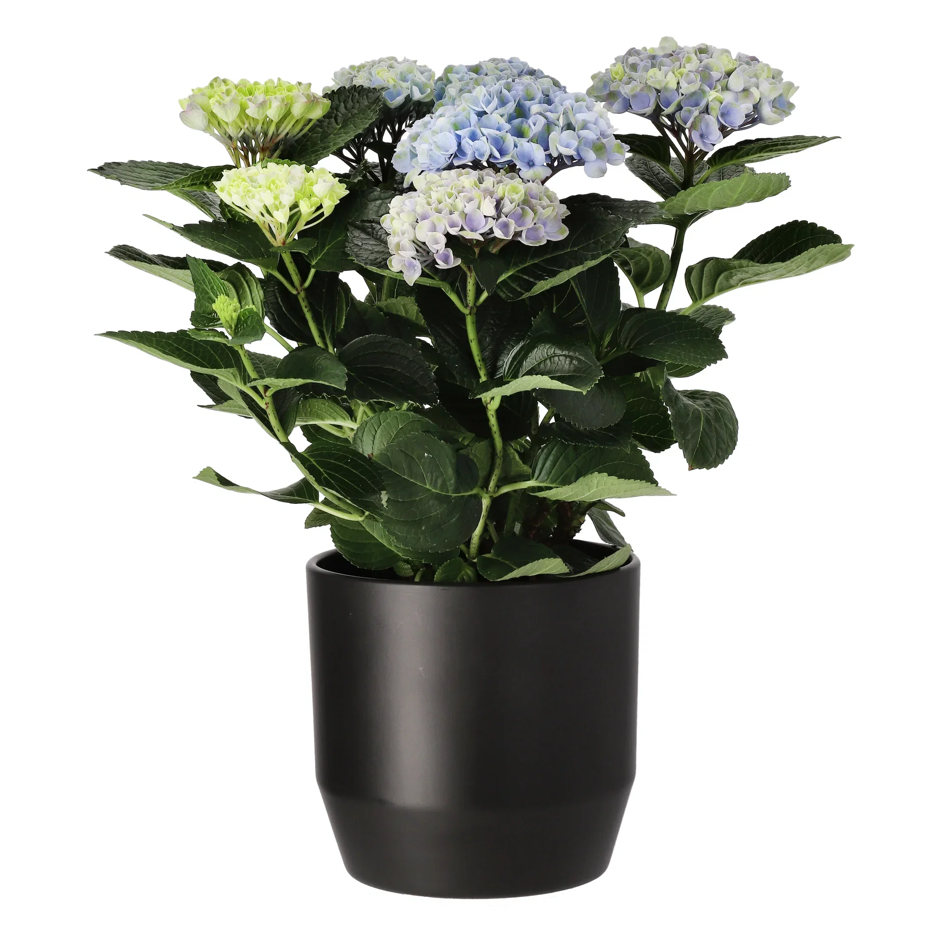 Hydrangea macrophylla MAGICAL Hortensia 'Magical' Høyde 32 cm