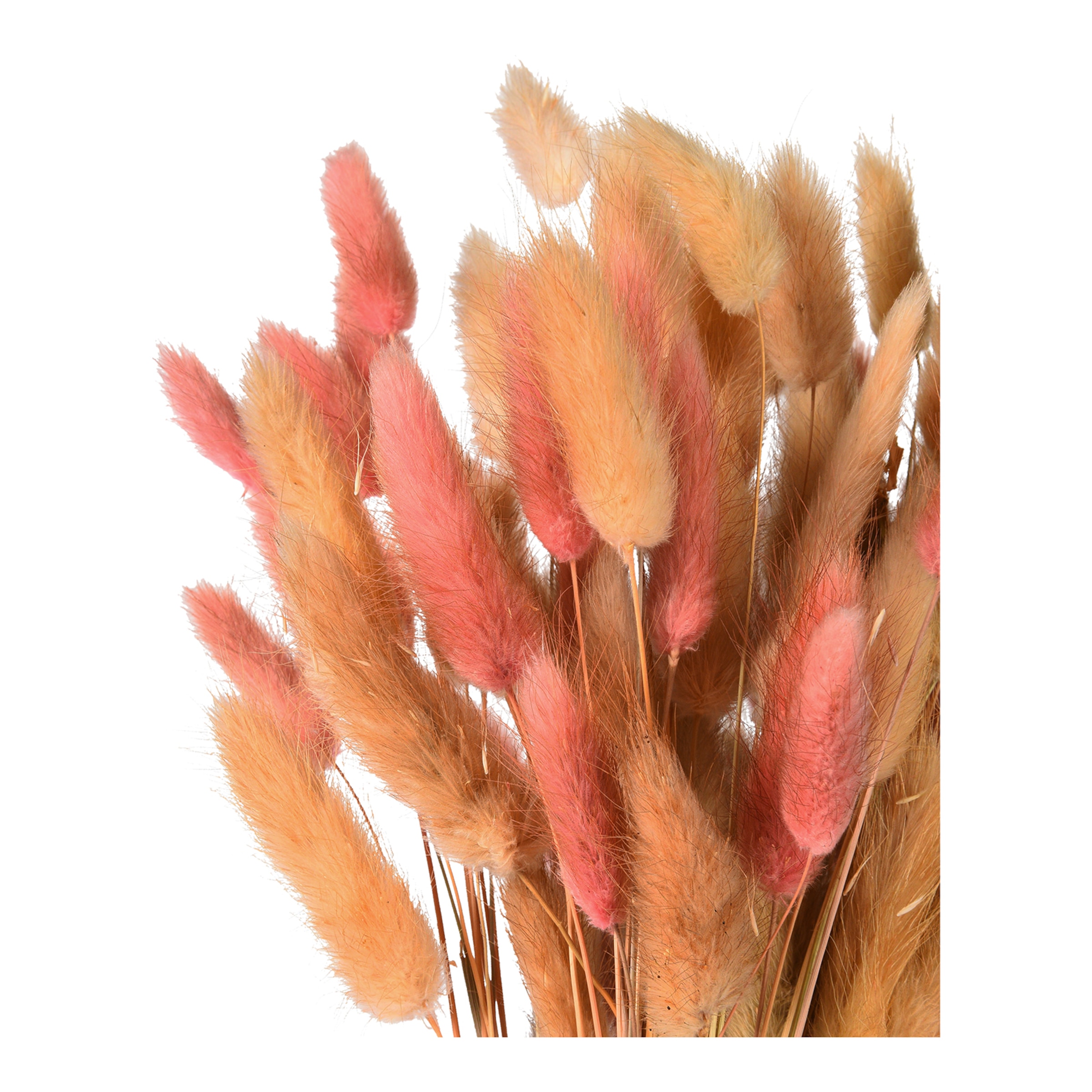 beere, L 28 cm
