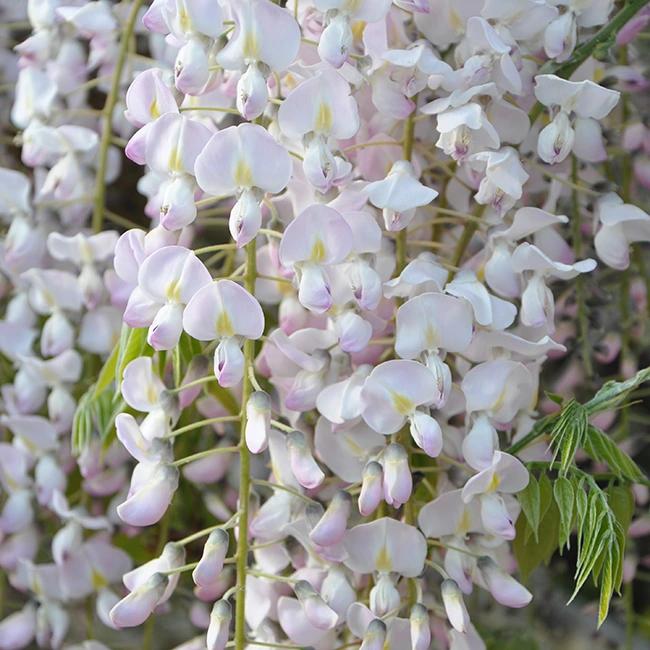 Glycine du japon rose - wisteria floribunda 3l