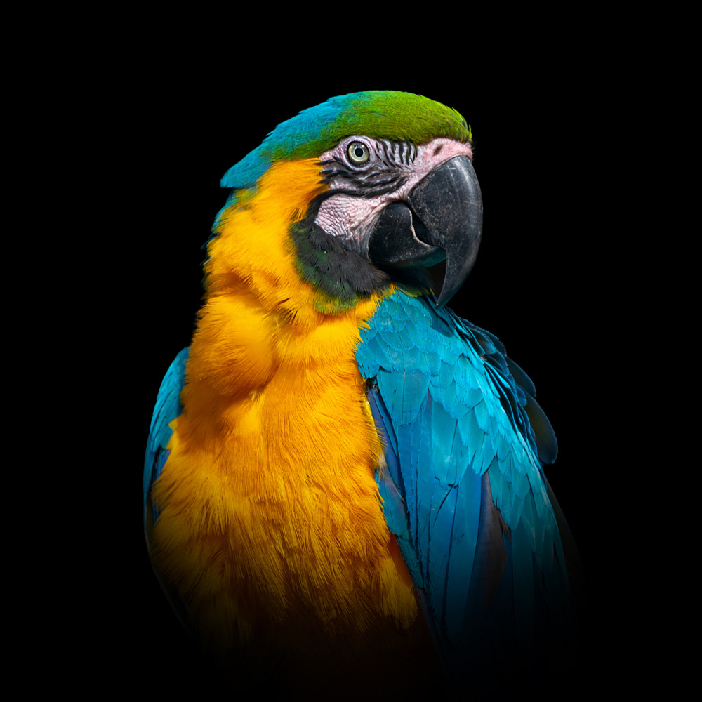 Akustikbild ARA PORTRÄT 80x80cm, 5kg