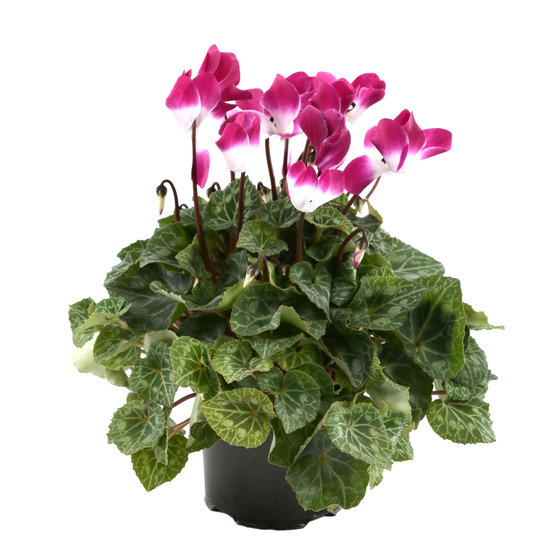 Cyclamen Indiaka® : pot 0.65L- Coloris variables