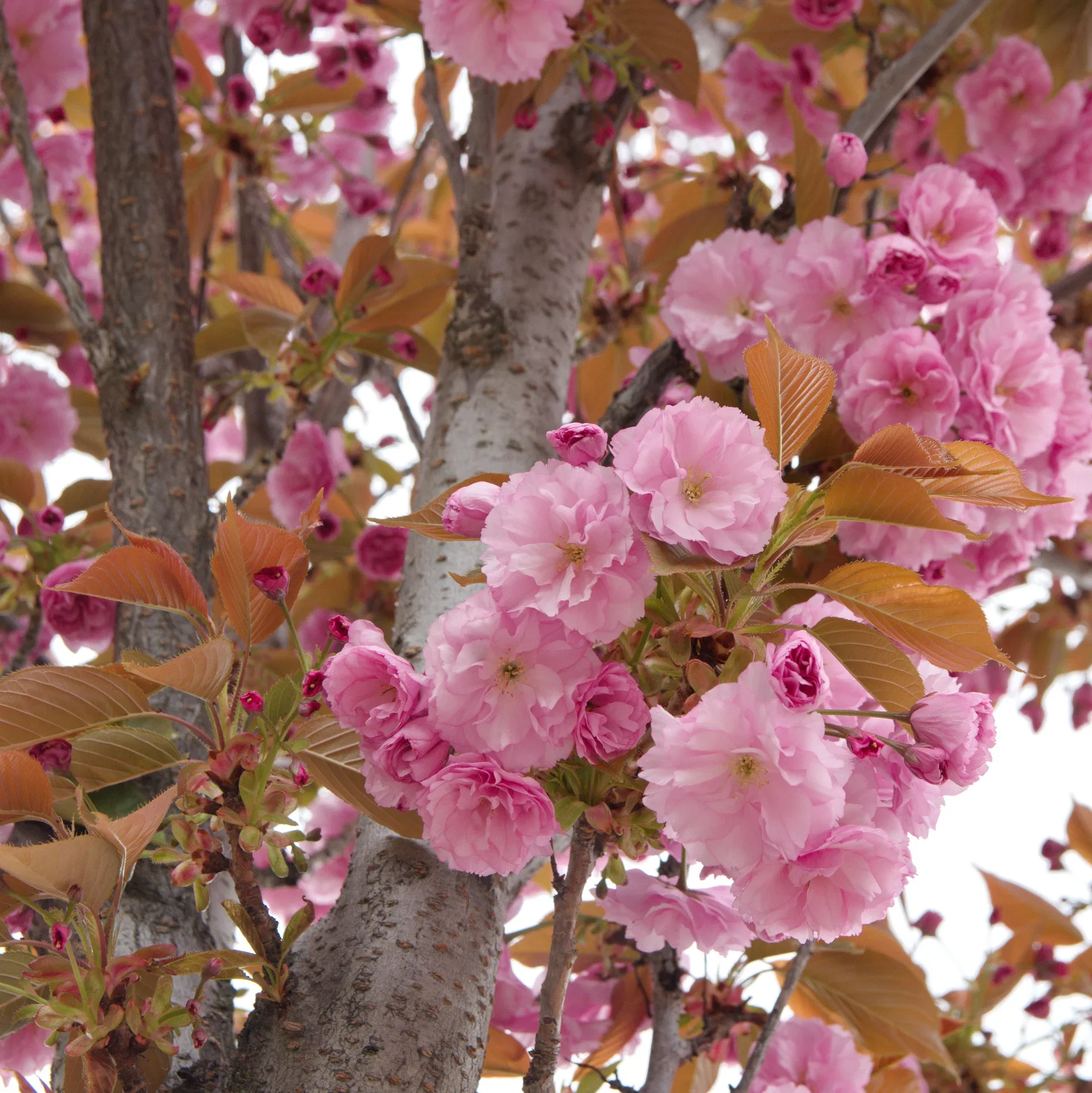 Prunus (Sato-zakura-Group) 'Kanzan' Japankirsebær 'Kanzan', oppstammet Høyde 140-160 cm