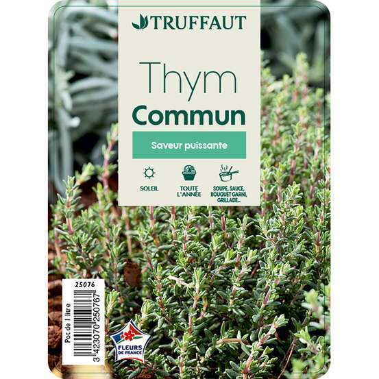 Plant de thym commun : pot de 1 litre