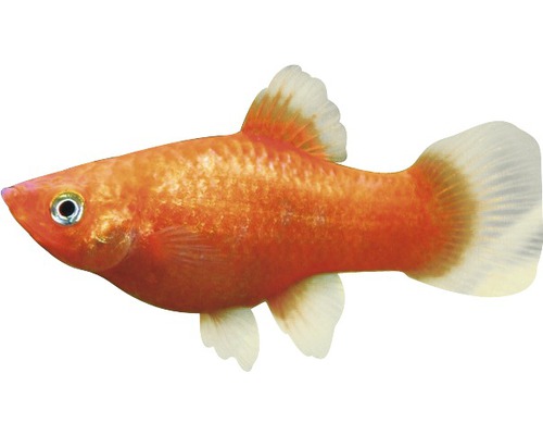 Vis Platy Mix rood - Xiphophorus maculatus