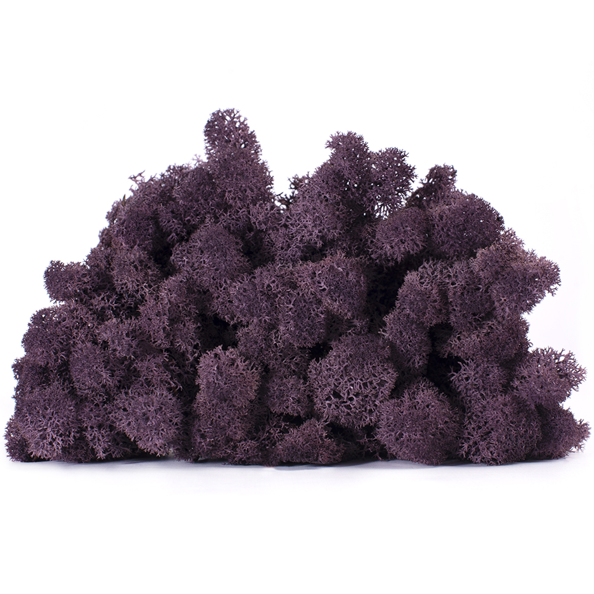 Lic/4088 lichen stabilisée aubergine box 4 kg