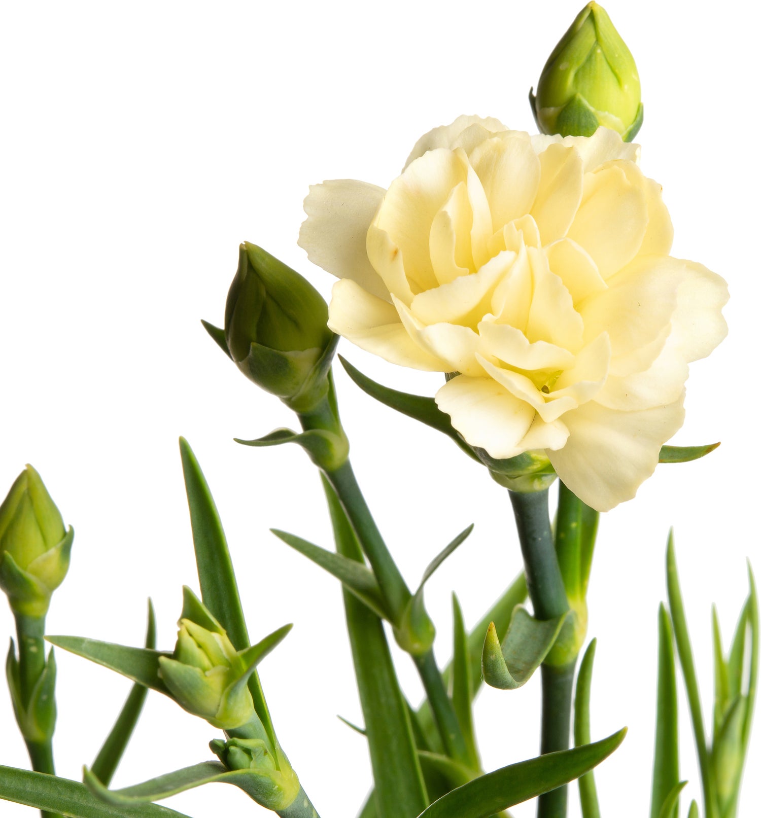 Potanjer (Dianthus Sunflor 'Yellow Bling Bling') D 11 H 15 cm