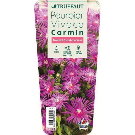 Delosperma vivace carmin : godet vert