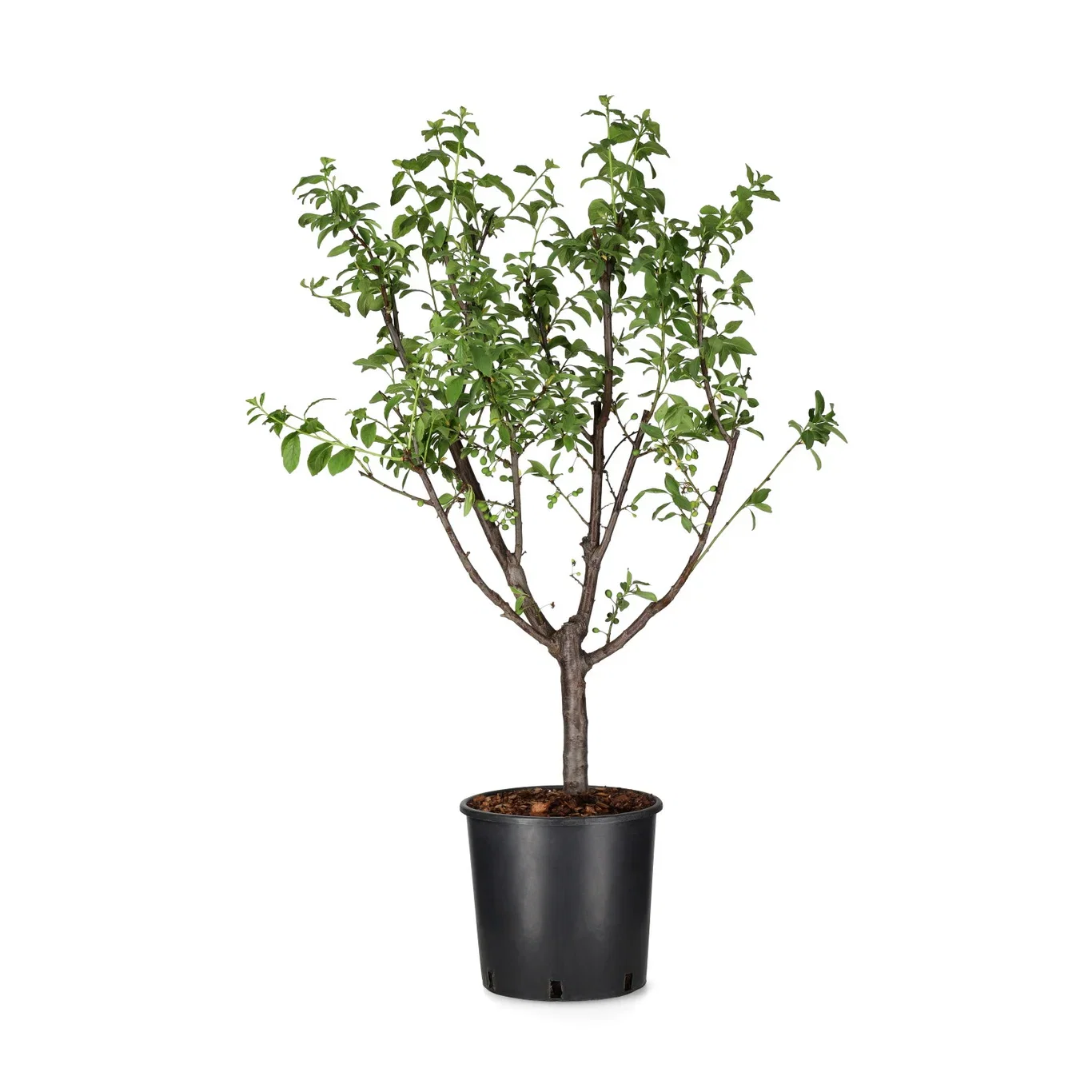 Prunus domestica GOLDUST® Plomme GOLDUST® Høyde 80-100 cm