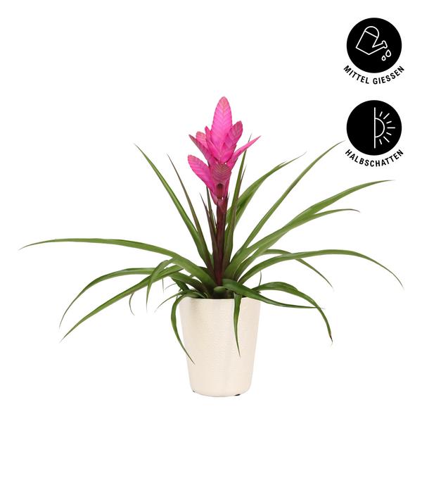Tillandsie - Tillandsia cyanea 'Antonio', in