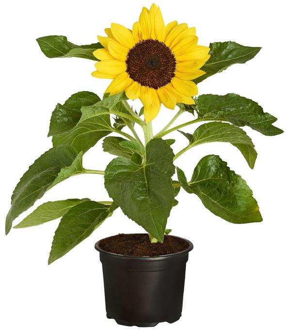 Sonnenblume