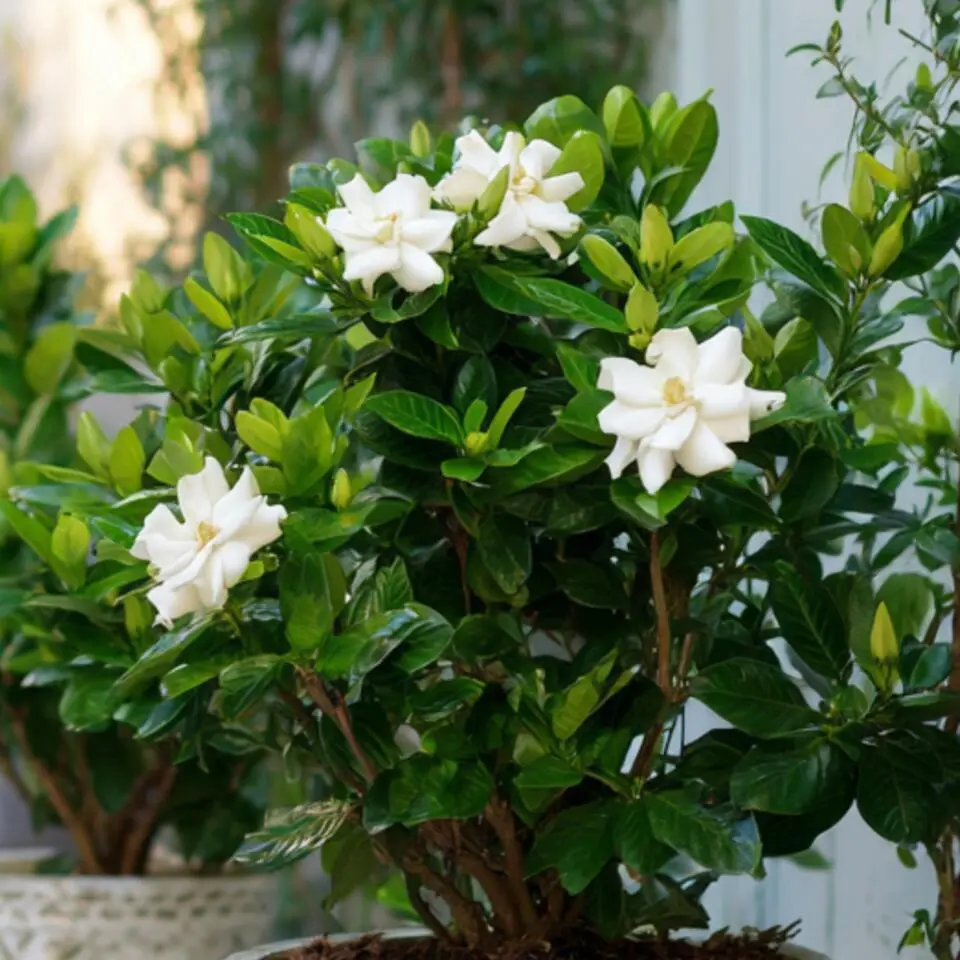 Kaapse jasmijn - Set van 2 - Gardenia jasminoides - Hoogte 20-30cm - ⌀13cm