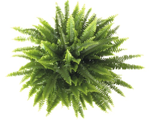 Zwaardvaren FloraSelf Nephrolepis exaltata 'Green Lady' H 40-50 cm Ø 17 cm pot