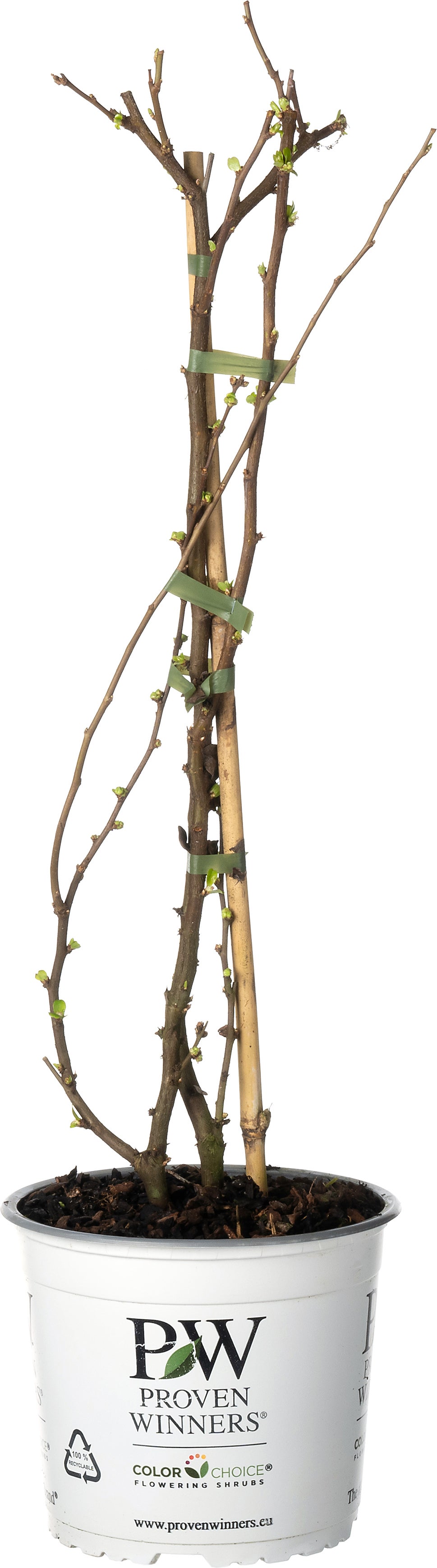 Dwergkwee (Chaenomeles speciosa 'Scarlet Storm') D 19 H 60 cm