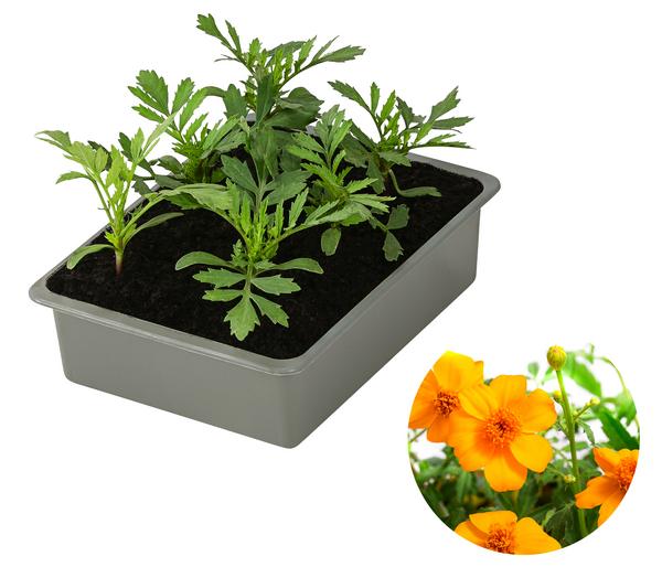 Studentenblume, 6er Schale